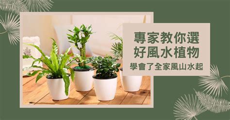 山蘇 風水|【風水植物大全】專家教你選好風水植物，學會了全家。